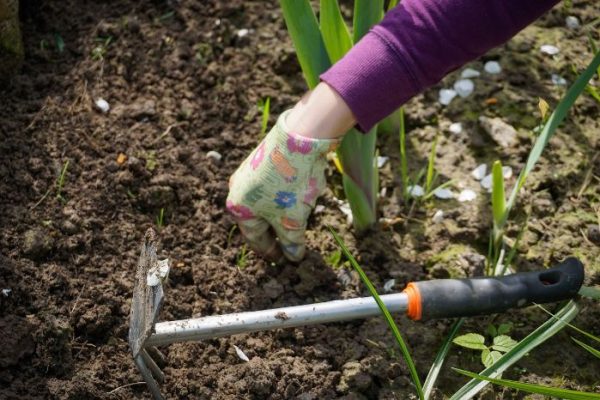 A person manually weeding a garden bed with a hand tool, showcasing effective manual weeding techniques for small gardens.
