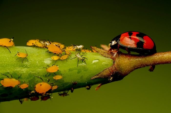Close-up of a ladybug on a plant stem infested with aphids, illustrating the importance of monitoring and maintenance in keeping aphids away from your garden.