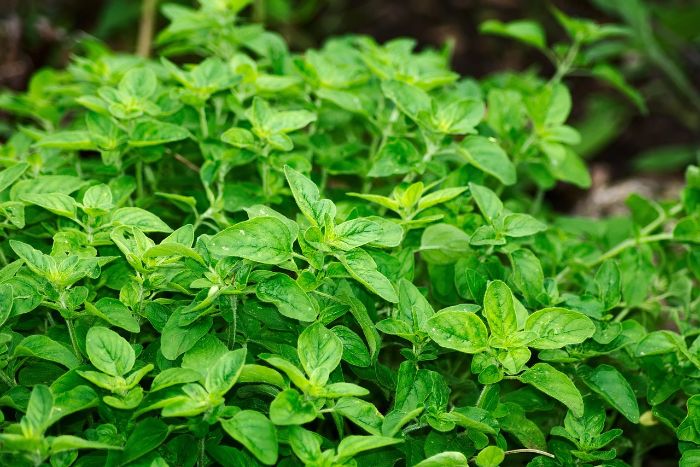Fresh oregano plants thriving in a garden, illustrating the selection of top culinary herbs for flavorful dishes, including oregano, which is essential in Mediterranean and Mexican cuisine.