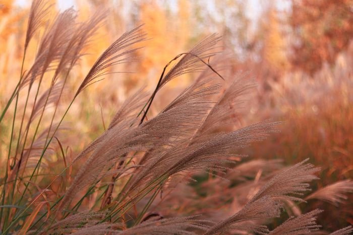 Close-up of ornamental grasses swaying in the wind, highlighting their texture and movement in a garden setting.