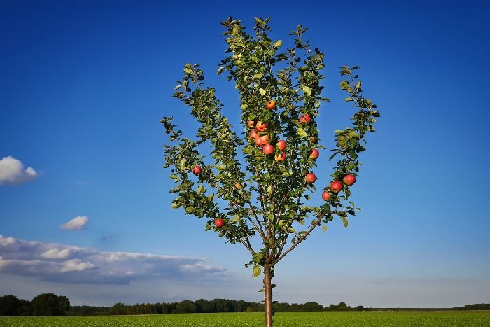 A dwarf apple tree with ripe apples growing in an open field, illustrating the special growing methods and root selection that make a fruit tree "dwarf."