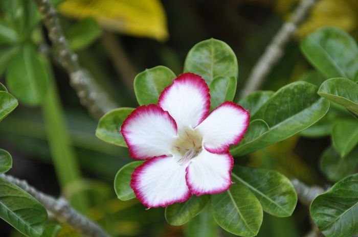 Close-up of a striking oleander flower with white petals edged in pink, representing the diversity of oleander varieties, each with its unique appearance and charm.