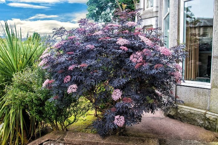 A lush lilac bush with vibrant blooms in a garden, highlighting the benefits of planting lilac bushes such as enhancing beauty, attracting wildlife, and providing a relaxing aroma.