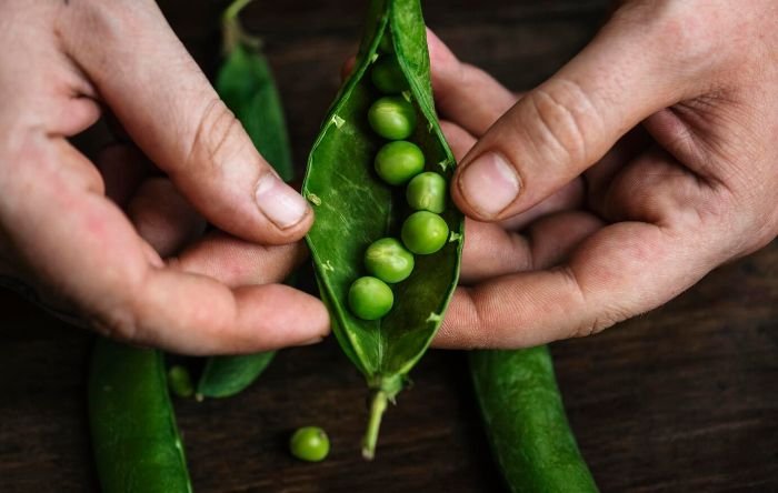 Hands opening a pea pod to reveal fresh peas, illustrating the various growth stages of pea plant development.