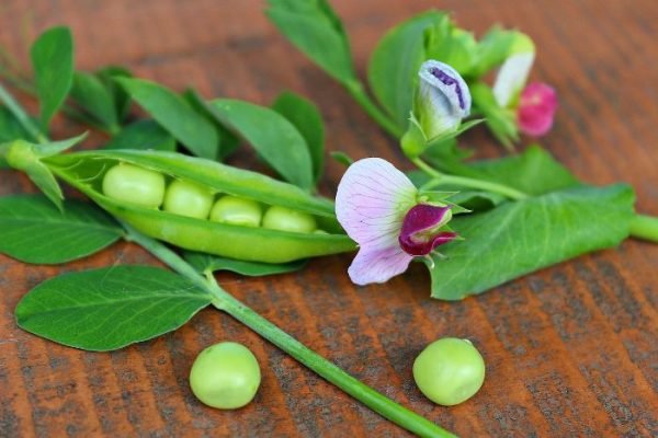 Close-up of a pea plant with pods and flowers, illustrating the various growth stages of a pea plant.