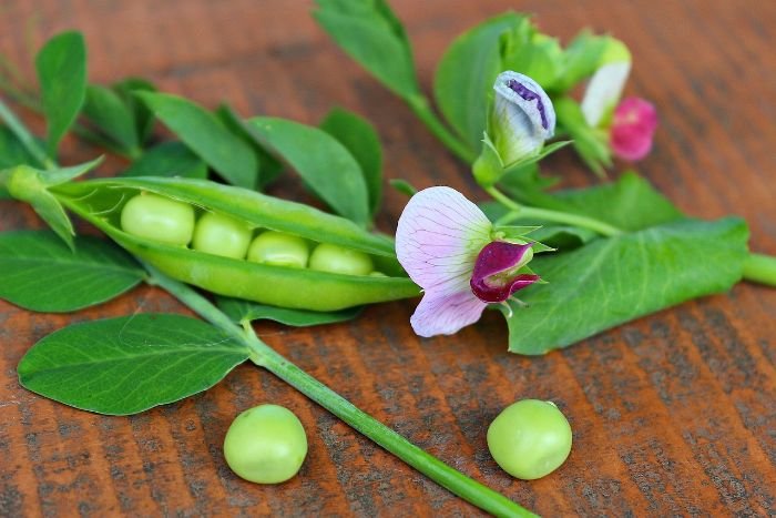 Close-up of a pea plant with pods and flowers, illustrating the various growth stages of a pea plant.