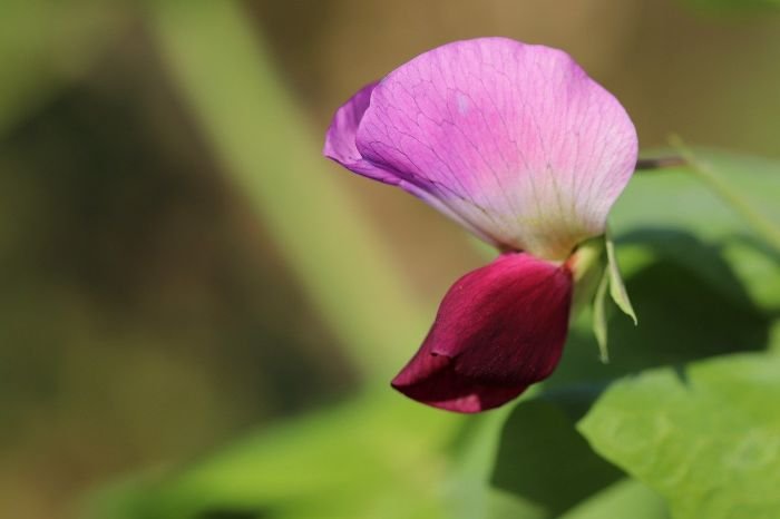 A close-up of a pea flower, illustrating the transition from flowers to pods during pea plant development.