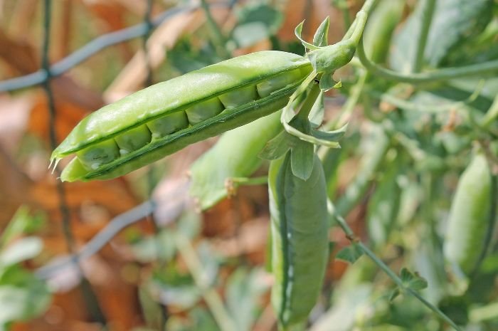 Mature pea pods on the vine, illustrating the stages of pod maturation and the ideal time for harvesting.