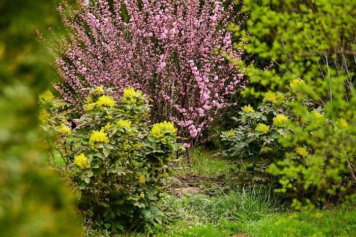 A garden showcasing both perennials and annuals, illustrating the differences and choices between these types of plants for your garden.