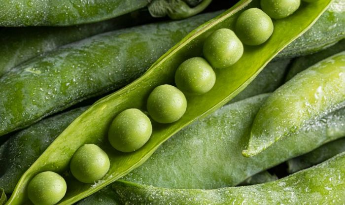 Close-up of a green bean pod open to reveal fresh, plump beans inside, illustrating the ideal stage for harvesting green beans.