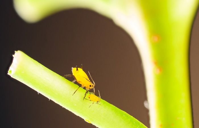 Close-up of pests on a plant stem, illustrating the importance of pest and disease management in gardens with various light conditions.