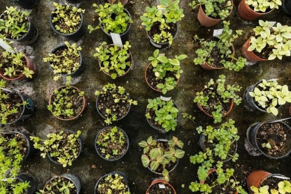 A variety of potted plants showcasing different selection criteria for various garden types.