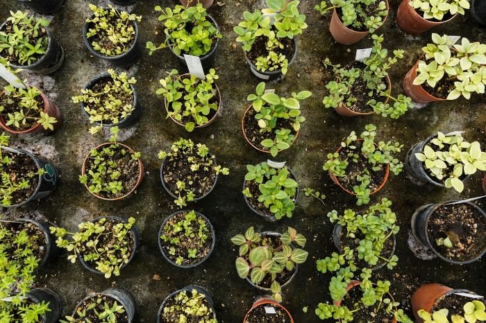 A variety of potted plants showcasing different selection criteria for various garden types.