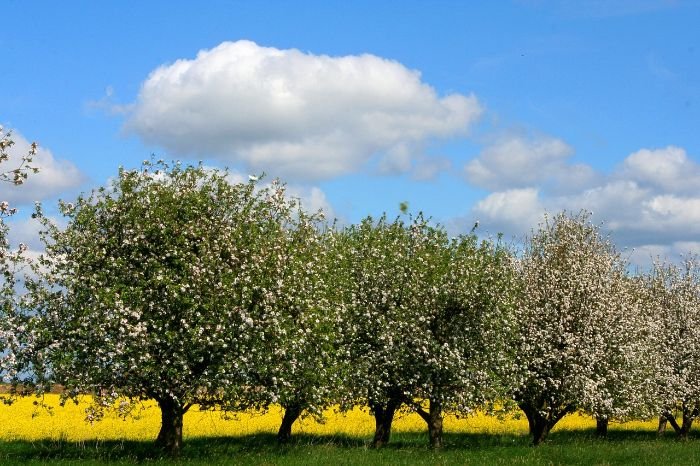 A row of dwarf fruit trees in bloom, planted directly into the ground, demonstrating the ideal conditions and methods for planting dwarf fruit trees for healthy growth.