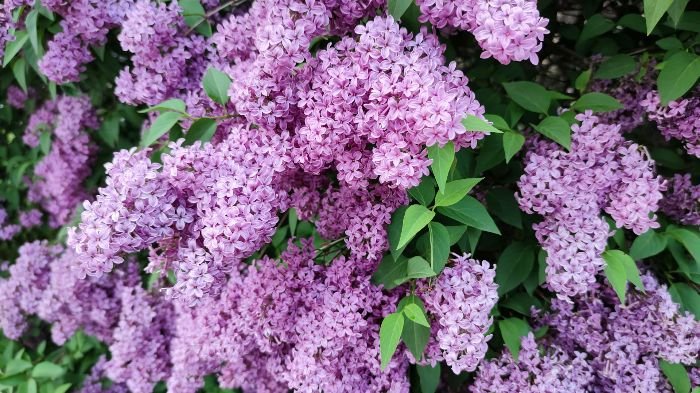 Close-up of vibrant purple lilac flowers, illustrating the importance of selecting and planting healthy lilac bushes for their longevity and health.