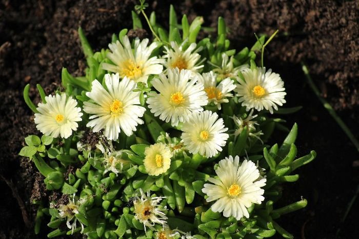 Close-up of yellow perennial flowers with green foliage, illustrating best practices for planting perennials, including preparing the soil and handling the plant roots carefully.