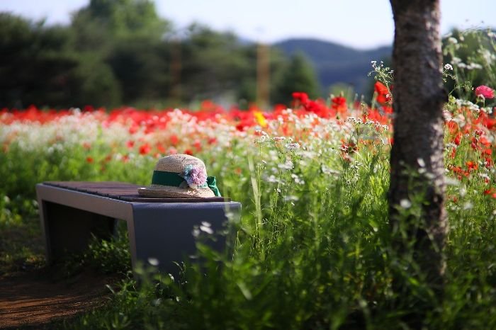 A bench in a vibrant garden with colorful flowers, illustrating the concept of plants for sensory gardens that engage all five senses.