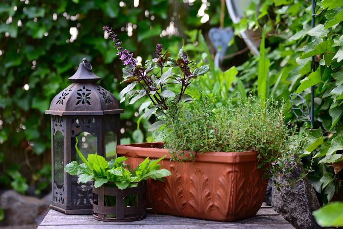 A variety of herbs planted in a decorative pot, illustrating the decision-making process between potting and in-ground planting for herb gardens, each method offering distinct benefits based on available space and gardening needs.
