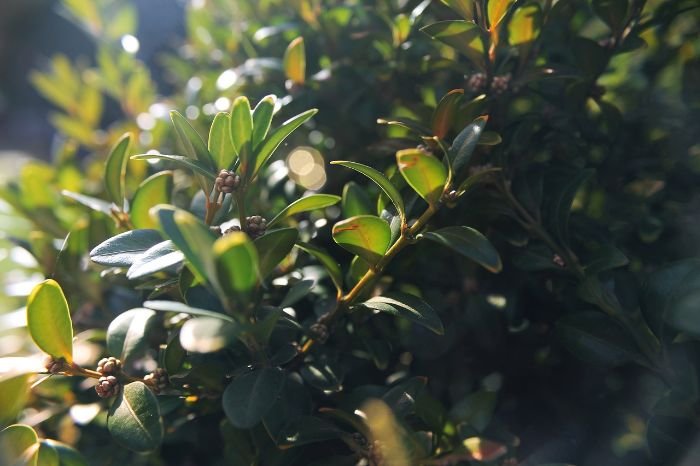 Close-up of boxwood foliage, highlighting the importance of proper preparation and selecting the ideal location with adequate sunlight and well-draining soil for successful planting.