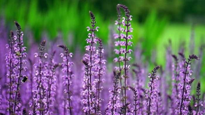 Close-up of tall, purple lilac flowers, emphasizing the importance of protecting lilacs from pests and diseases through regular checks, cleanliness, proper watering, and organic pest control methods.