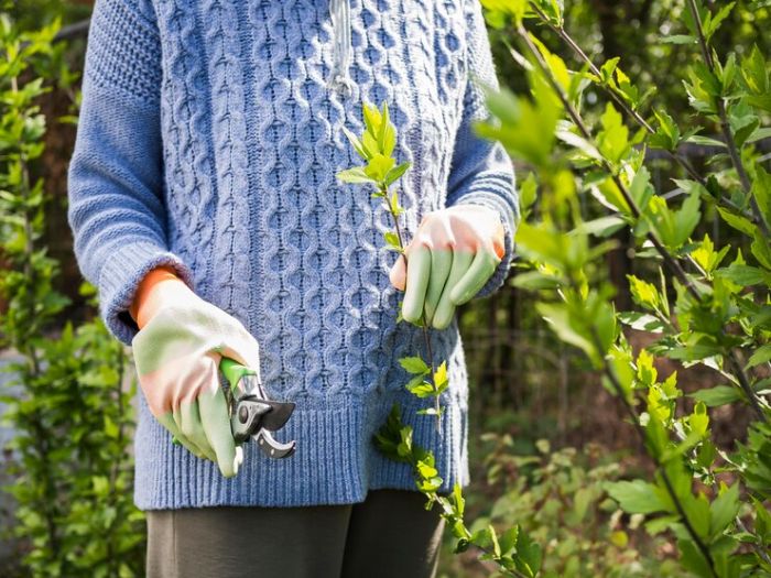 A gardener wearing a blue sweater and gloves pruning and dividing perennials, illustrating the importance of maintaining perennials in the fall to promote healthy growth and prevent diseases.