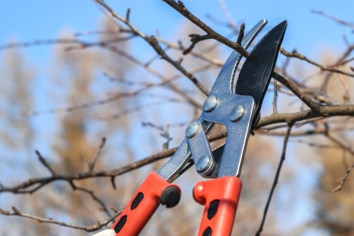 Close-up of pruning shears cutting a branch from a dormant tree, illustrating the importance of pruning dormant trees and shrubs in the winter for better growth and health.
