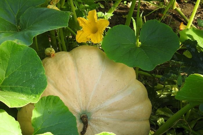 A young pumpkin growing on a vine with large green leaves and a yellow flower, illustrating the fruit set and development stage after pollination.