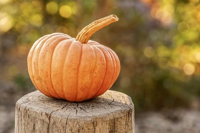 A ripe pumpkin sits on a tree stump, symbolizing the stages of pumpkin growth and preparation for the fall harvest.