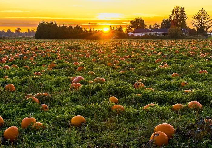 A vast pumpkin field at sunset, with vibrant orange pumpkins scattered across the greenery, illustrating the optimal harvesting stage when pumpkins reach deep, vibrant colors and dry, brown stems.