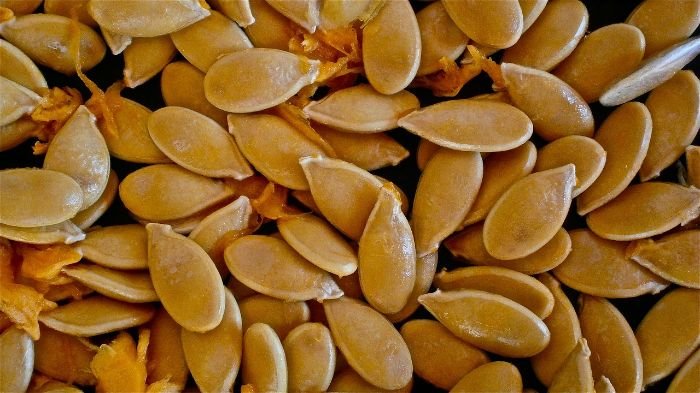 Close-up of pumpkin seeds ready for planting, illustrating the initial stage of pumpkin growth and the importance of selecting the right varieties.