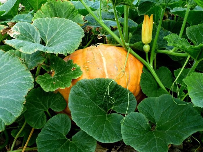 Pumpkin plant with large green leaves and spreading vines, illustrating the formation stage where vines and leaves rapidly expand.