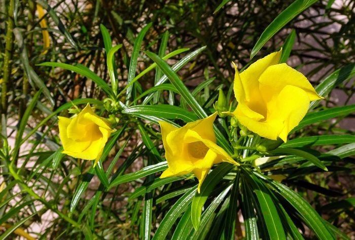 Yellow oleander flowers, illustrating the need for seasonal care such as trimming, watering, mulching, and frost protection to keep oleanders healthy year-round.