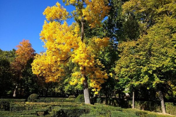 Beautiful garden showcasing vibrant fall foliage with a bright yellow tree standing prominently among green hedges and other trees, representing the seasonal changes in garden planning.