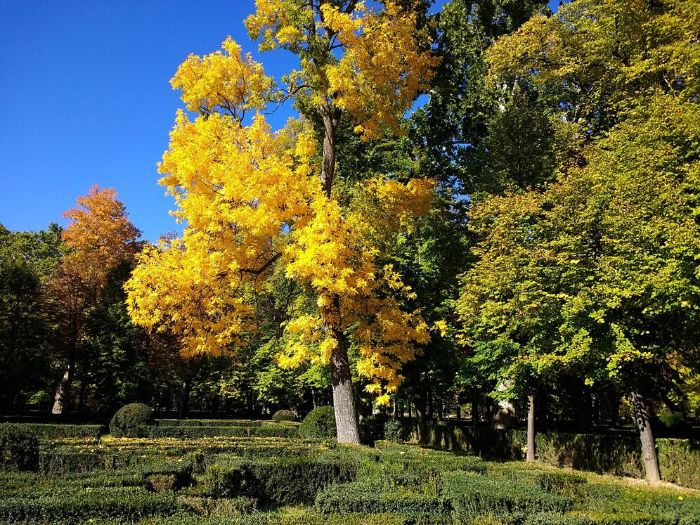Beautiful garden showcasing vibrant fall foliage with a bright yellow tree standing prominently among green hedges and other trees, representing the seasonal changes in garden planning.
