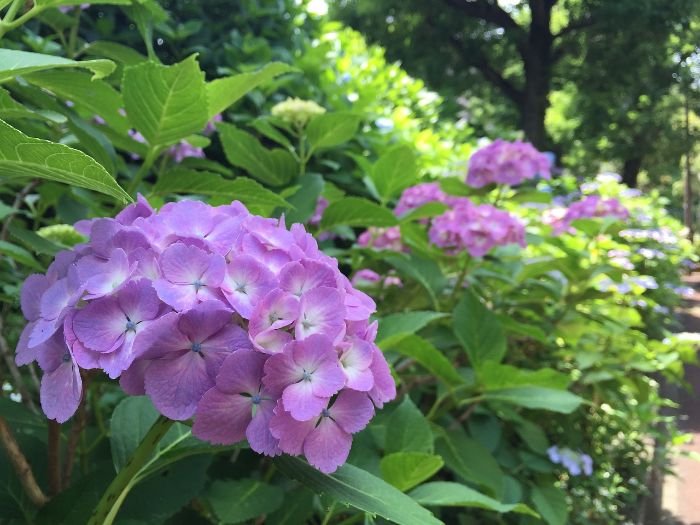 Blooming hydrangeas in a shaded garden area, illustrating ideal shrubs and ferns for shaded spaces.
