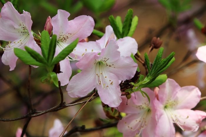Close-up of blooming azalea flowers, illustrating ideal shrubs and groundcovers for partial shade in a garden.