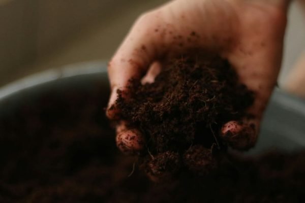 Soil Aeration for Compacted Soil That Revives Roots Close-up image of a hand holding dark, compacted soil, demonstrating the importance of soil aeration for healthy plant growth.