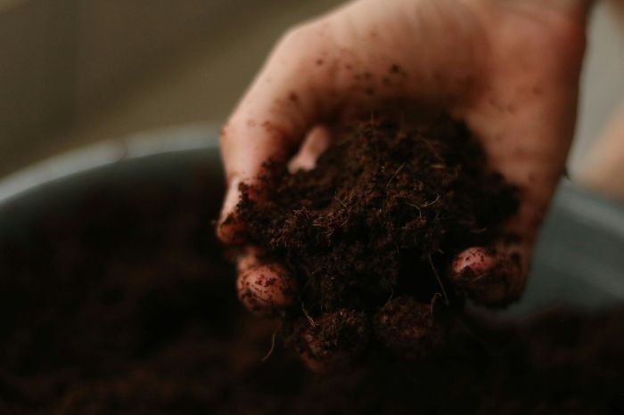 Close-up image of a hand holding dark, compacted soil, demonstrating the importance of soil aeration for healthy plant growth.