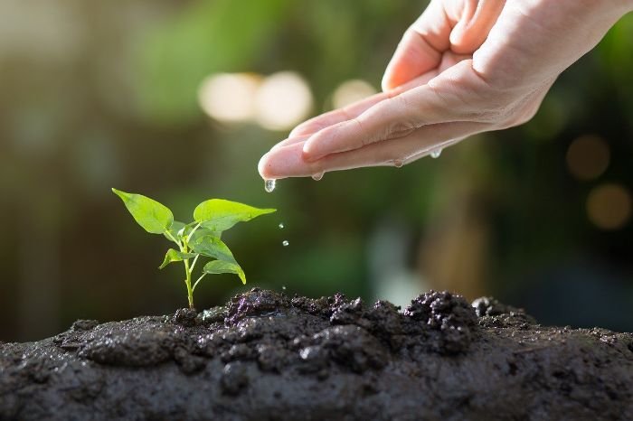 A hand dripping water onto a small plant in soil, representing soil drainage solutions for waterlogged gardens.