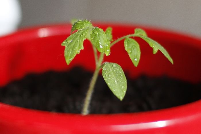 A young plant growing in a red pot, illustrating the importance of matching soil pH to plant selection for optimal growth.