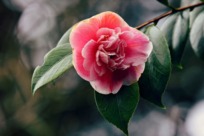 Close-up of a blooming pink azalea flower, illustrating the importance of soil preparation and achieving the right acidity for healthy azalea growth.