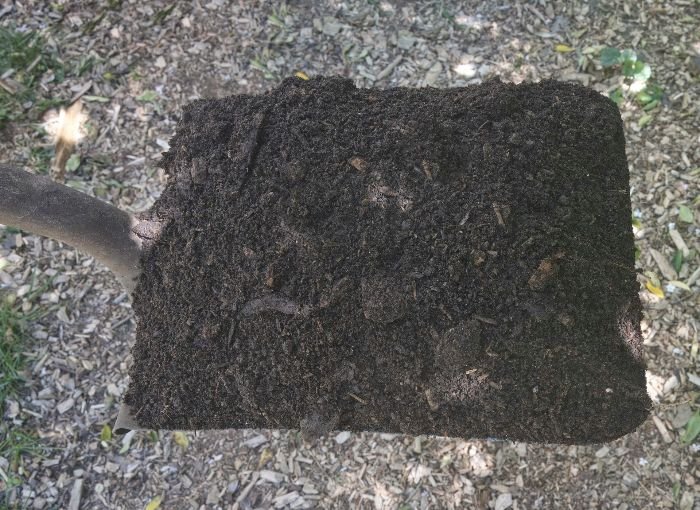 Close-up of a shovel filled with rich, dark soil, illustrating the importance of soil preparation and amendment for planting perennials.