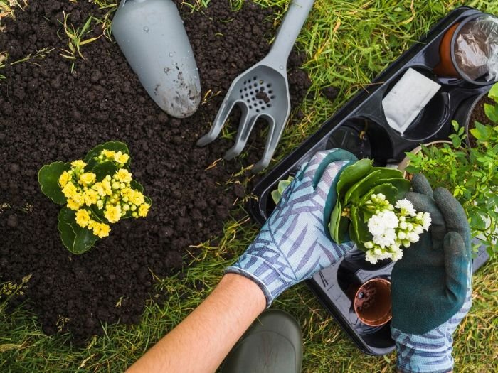 Gardener's hands planting new perennial flowers with yellow and white blooms in a freshly prepared garden bed, surrounded by gardening tools and trays, exemplifying spring preparation and planting for healthy growth.