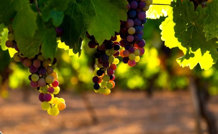 Bunches of colorful grapes hanging from a vine in a sunlit vineyard, illustrating the beauty and potential of starting your own vineyard as discussed in the beginner's guide to growing grapes.