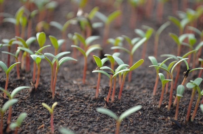 Close-up of young seedlings growing in soil, illustrating the step-by-step process of sowing seeds indoors in February for successful spring planting.