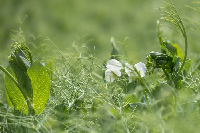 Pea plants growing with visible white flowers, illustrating the importance of troubleshooting common issues to maintain healthy growth.