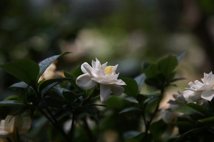 A single gardenia flower in bloom with glossy green leaves, showcasing the unique beauty and captivating allure of gardenias.