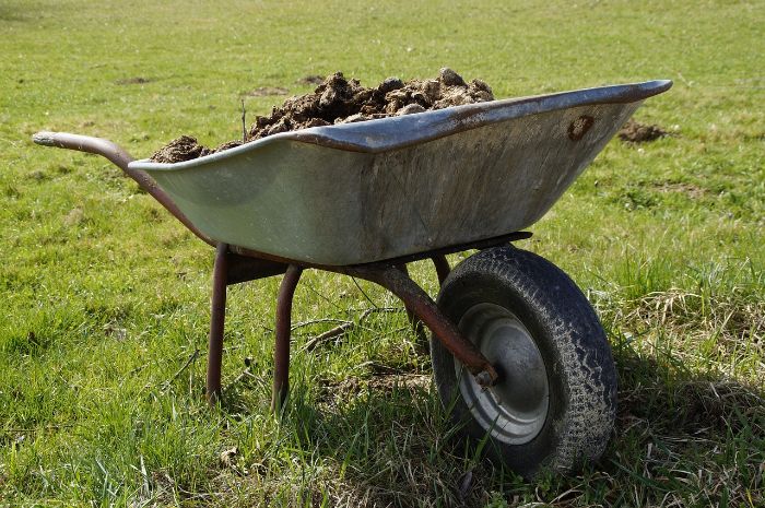 A wheelbarrow filled with green manure on a grassy field, illustrating the use of green manures to enrich soil for a blog post.