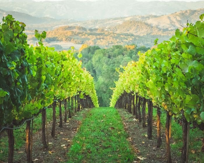 Well-spaced grape vines in a vineyard with a scenic background, illustrating the importance of proper layout and spacing for optimal airflow, sunlight exposure, and ease of care.