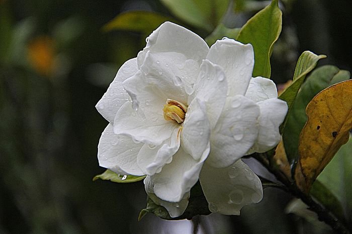 A close-up of a white gardenia flower with dew drops on its petals, highlighting the importance of proper watering and fertilizing for healthy growth.